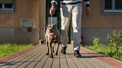 Mit seinem Pitbull und einem Messer konfrontierte ein Jugendlicher seinen Nachbarn. (Symbolbild)