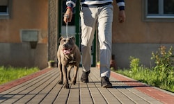 Mit seinem Pitbull und einem Messer konfrontierte ein Jugendlicher seinen Nachbarn. (Symbolbild)