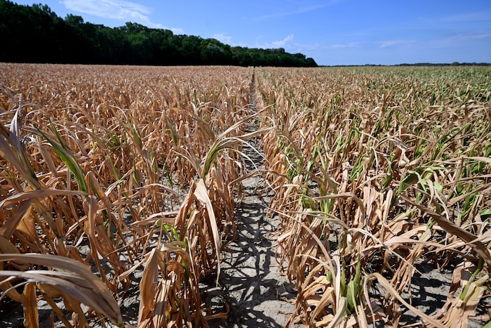 The extreme heat took its toll: After a summer with about one-third less rain, many fields in ...