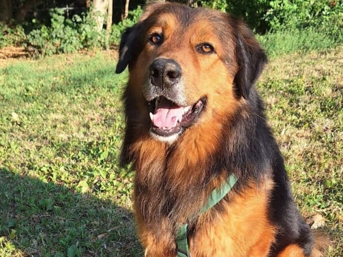 Loki wäre ein ganz toller Wanderkumpel
