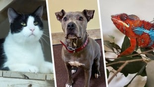Corvo, Safira und Pixel halten noch Ausschau nach ihren Lebensplätzen.