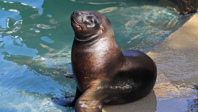 In einem tschechischen Tierpark hat eine Mähnenrobbe einen Puppenkopf verschluckt. Nun sollen ...