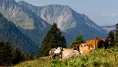 Die Alpwirtschaft hat nicht nur in Vorarlberg eine einmalige Kulturlandschaft geprägt.
