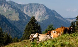 Die Alpwirtschaft hat nicht nur in Vorarlberg eine einmalige Kulturlandschaft geprägt.