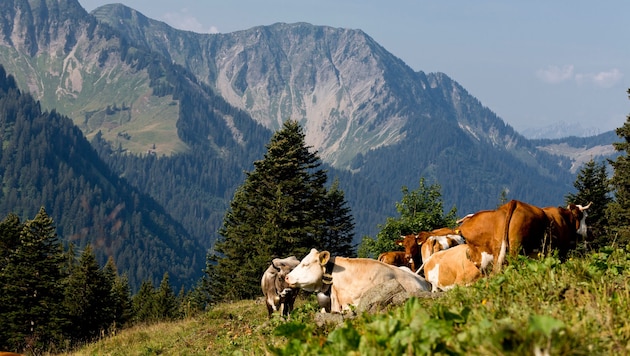 Die Alpwirtschaft hat nicht nur in Vorarlberg eine einmalige Kulturlandschaft geprägt.