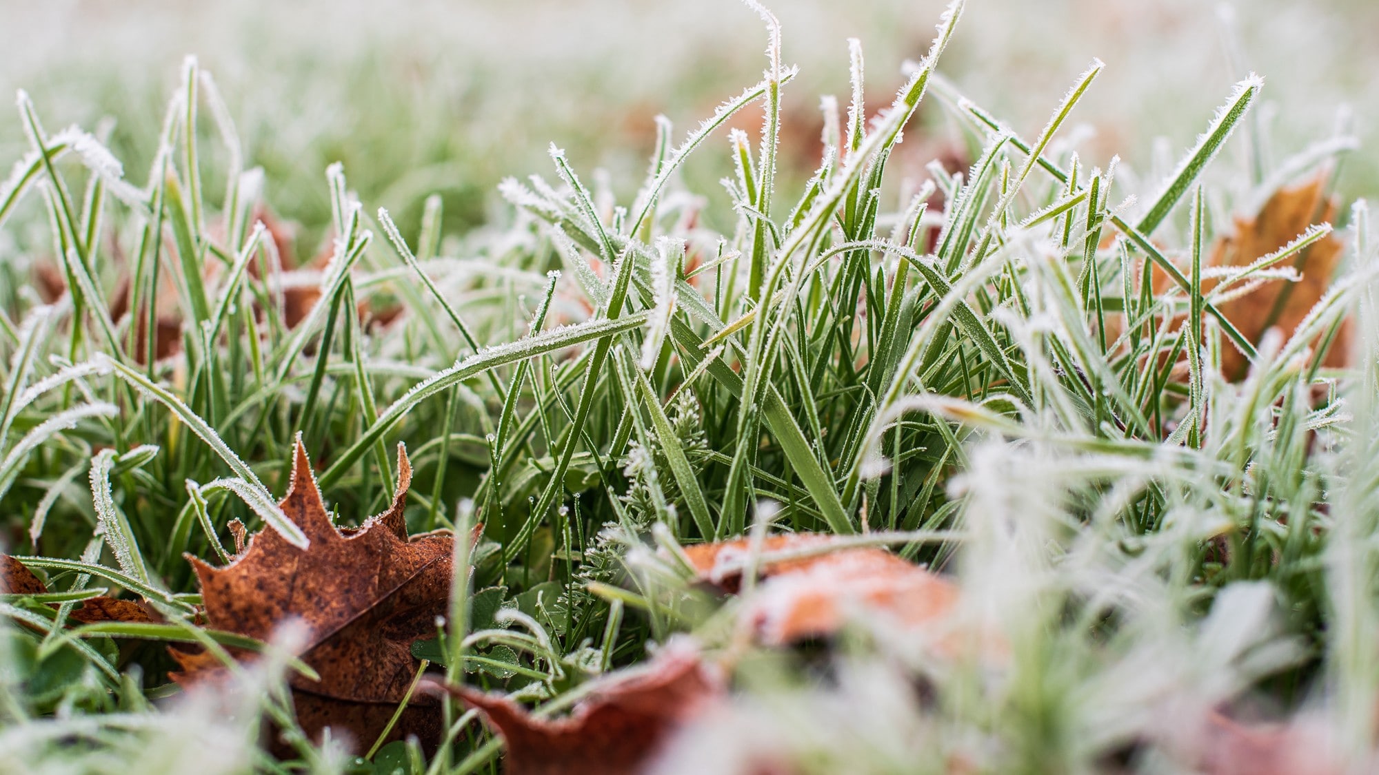 Erste Frostnächte zeigen, warum Kalium so wichtig ist: Gut versorgte Gräser bleiben belastbar ...
