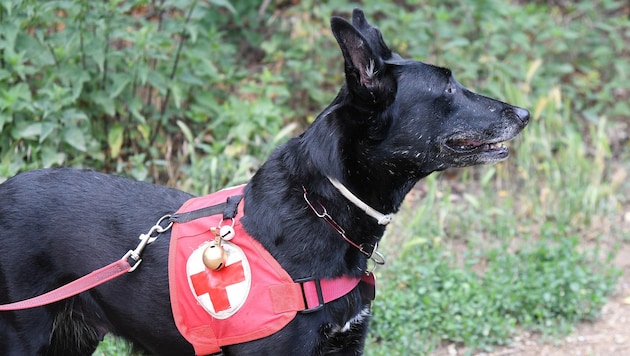 Search dogs were also deployed (stock photo).