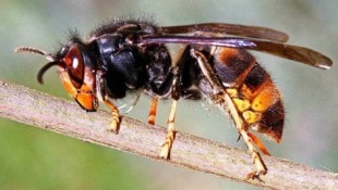 Ob eine Hornisse (oben), Wespe oder Biene sticht – für Allergiker macht dies kaum einen ...