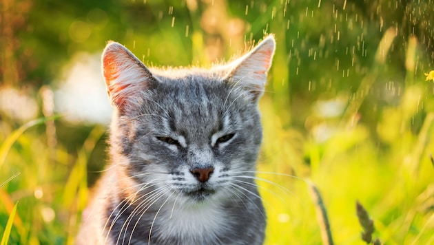 Ganz ohne Regenschirm geht es aber noch nicht überall.