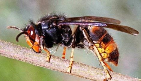 Die Asiatische Hornisse hat eine Vorliebe für Honigbienen, die sie an ihre Brut verfüttert.