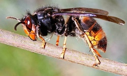 Die Asiatische Hornisse hat eine Vorliebe für Honigbienen, die sie an ihre Brut verfüttert.