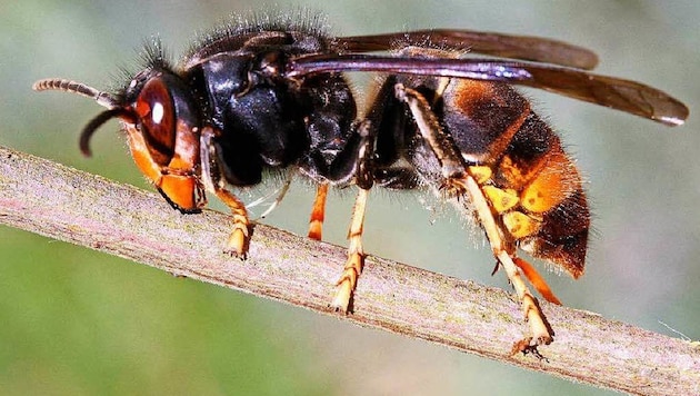 Die Asiatische Hornisse hat eine Vorliebe für Honigbienen, die sie an ihre Brut verfüttert.