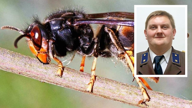Ob eine Hornisse (oben), Wespe oder Biene sticht – für Allergiker macht dies kaum einen ...