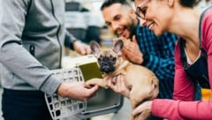 Auch der Kauf von Hunden mit Qualzuchtmerkmalen – wie etwa einem French Bulldog – ist verboten ...