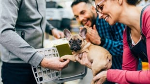 Auch der Kauf von Hunden mit Qualzuchtmerkmalen – wie etwa einem French Bulldog – ist verboten ...