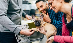 Auch der Kauf von Hunden mit Qualzuchtmerkmalen – wie etwa einem French Bulldog – ist verboten ...