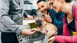 Auch der Kauf von Hunden mit Qualzuchtmerkmalen – wie etwa einem French Bulldog – ist verboten ...
