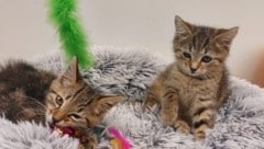 Diese beiden Katzenbabys wurden weggeschmissen.