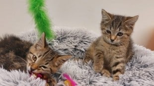 Diese beiden Katzenbabys wurden weggeschmissen.