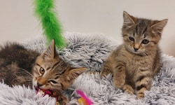 Diese beiden Katzenbabys wurden weggeschmissen.