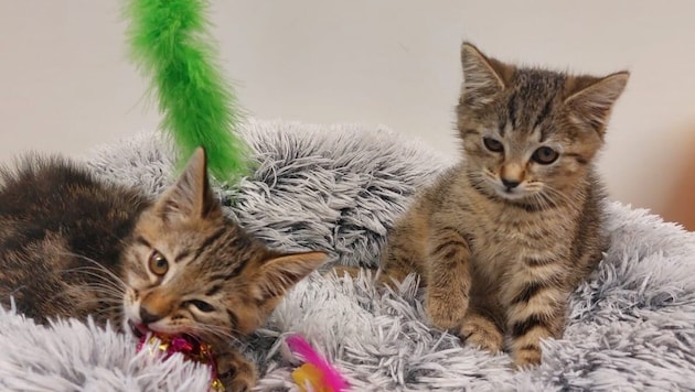 Diese beiden Katzenbabys wurden weggeschmissen.