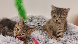 Diese beiden Katzenbabys wurden weggeschmissen.