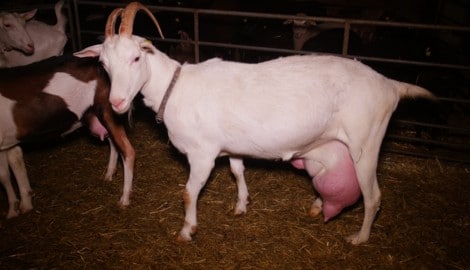 Dass schwer erkrankte Tiere wie diese Ziege nach wie vor auf diesem Hof eingepfercht sind, ...