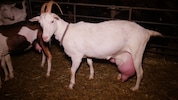 Dass schwer erkrankte Tiere wie diese Ziege nach wie vor auf diesem Hof eingepfercht sind, ...