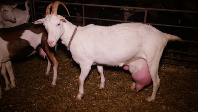 Dass schwer erkrankte Tiere wie diese Ziege nach wie vor auf diesem Hof eingepfercht sind, ...
