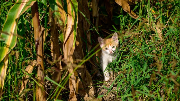 Schon bei dem Besuch der „Krone“ Tierecke 2022 fiel eine Vielzahl von streunenden Katzen in der ...