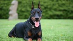 In der Steiermark attackierte ein Dobermann einen Jungen (10). (Symbolbild)