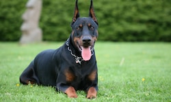 In der Steiermark attackierte ein Dobermann einen Jungen (10). (Symbolbild)