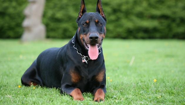 In der Steiermark attackierte ein Dobermann einen Jungen (10). (Symbolbild)