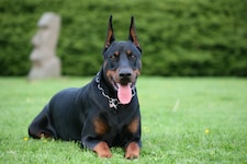 In der Steiermark attackierte ein Dobermann einen Jungen (10). (Symbolbild)