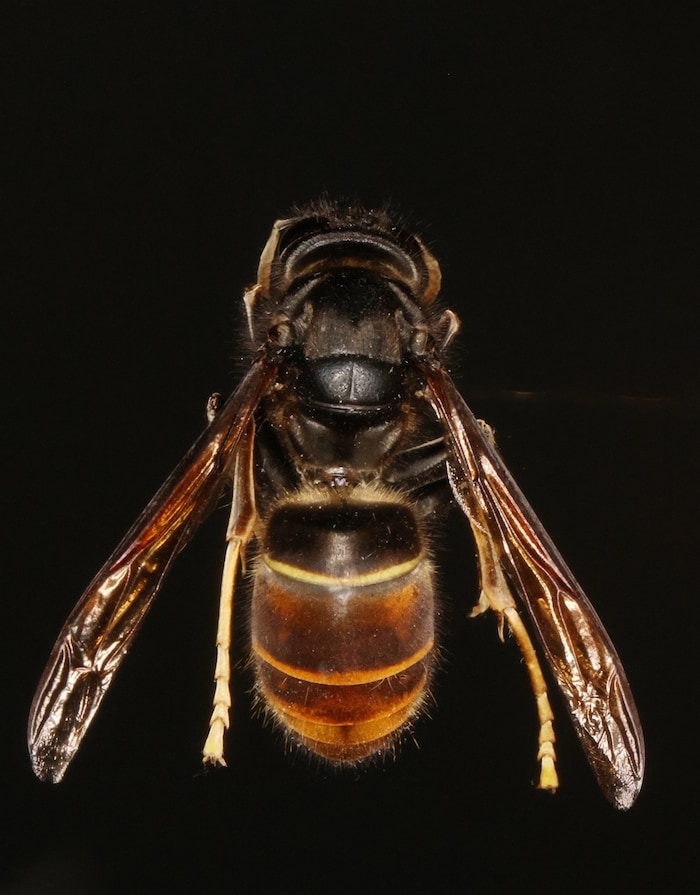 Die Färbung bei der Asiatischen Hornisse ist anders als bei dehn heimischen Artgenossen.