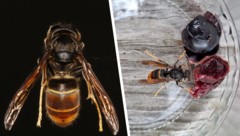 Im Gemeindegebiet von Kössen (Bezirk Kufstein) im Tiroler Unterland wurde kürzlich erstmals eine ...