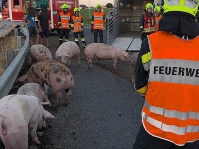 Die Schweine sind alle wohlauf.