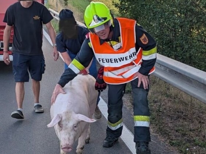 Ungewöhnlicher Einsatz im Bezirk Amstetten am Sonntagabend.