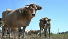 Die Dürre setzt vielen österreichischen Bauern stark zu – auch das Hilfspaket helfe dabei nicht, ...