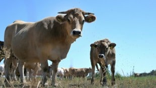 Die Dürre setzt vielen österreichischen Bauern stark zu – auch das Hilfspaket helfe dabei nicht, ...