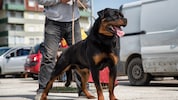 Für „Listenhunde“ wie den Rottweiler braucht es in Wien den Hundeführschein.