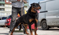 Für „Listenhunde“ wie den Rottweiler braucht es in Wien den Hundeführschein.