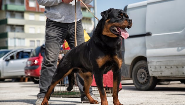 Für „Listenhunde“ wie den Rottweiler braucht es in Wien den Hundeführschein.