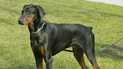 In Buch-St. Magdalena attackierte ein Dobermann einen Zehnjährigen (Symbolbild).