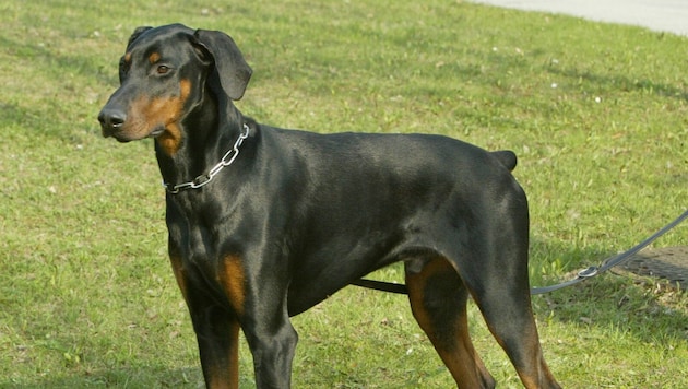 In Buch-St. Magdalena attackierte ein Dobermann einen Zehnjährigen (Symbolbild).