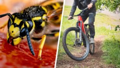 Eine Wespe versetzte einen E-Bike-Fahrer derart in Panik, dass er schwer zu Sturz kam ...