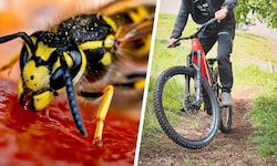 Eine Wespe versetzte einen E-Bike-Fahrer derart in Panik, dass er schwer zu Sturz kam ...