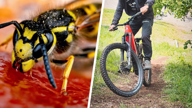 Eine Wespe versetzte einen E-Bike-Fahrer derart in Panik, dass er schwer zu Sturz kam ...