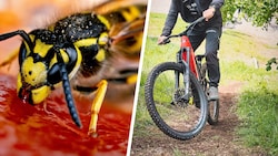 Eine Wespe versetzte einen E-Bike-Fahrer derart in Panik, dass er schwer zu Sturz kam ...