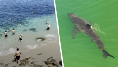 In Kalifornien kommen die Haie teils sehr nahe an den Strand.
